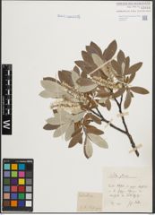 Foto von Salix helvetica Vill.